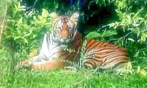 തേക്കടിയിൽ കടുവകളുടെ ദിനം; ആഹ്ലാദത്തിൽ സഞ്ചാരികൾ