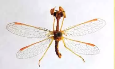 അപൂർവ ഇനം തൊഴുകൈയ്യൻ വലച്ചിറകനെ കണ്ടെത്തി അപൂർവ ഇനം തൊഴുകൈയ്യൻ വലച്ചിറകനെ കണ്ടെത്തി