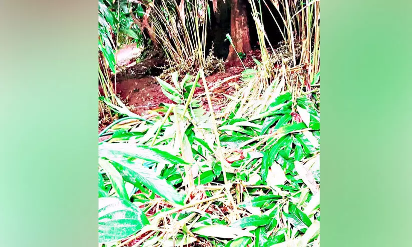 മൂന്നുദിവസം; കാട്ടാനക്കൂട്ടം നശിപ്പിച്ചത് 10 ഏക്കര് ഏലത്തോട്ടം മൂന്നുദിവസം; കാട്ടാനക്കൂട്ടം നശിപ്പിച്ചത് 10 ഏക്കര് ഏലത്തോട്ടം