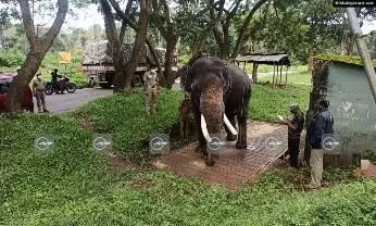 കടുവ സങ്കേതത്തിലെ വളർത്താനകളുടെ തൂക്കം പരിശോധിച്ചു കടുവ സങ്കേതത്തിലെ വളർത്താനകളുടെ തൂക്കം പരിശോധിച്ചു