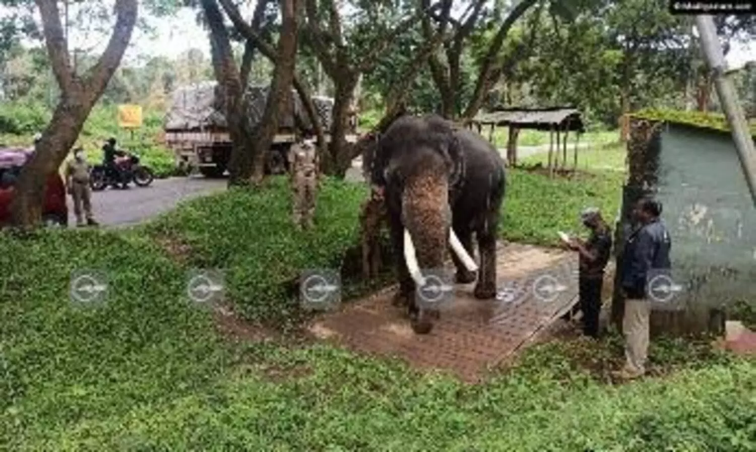 കടുവ സങ്കേതത്തിലെ വളർത്താനകളുടെ തൂക്കം പരിശോധിച്ചു