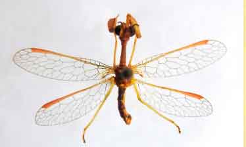 അപൂർവ ഇനം തൊഴുകൈയ്യൻ വലച്ചിറകനെ കണ്ടെത്തി