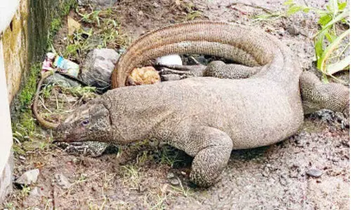 Monitor lizard