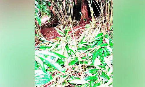 മൂന്നുദിവസം; കാട്ടാനക്കൂട്ടം നശിപ്പിച്ചത് 10 ഏക്കര് ഏലത്തോട്ടം മൂന്നുദിവസം; കാട്ടാനക്കൂട്ടം നശിപ്പിച്ചത് 10 ഏക്കര് ഏലത്തോട്ടം