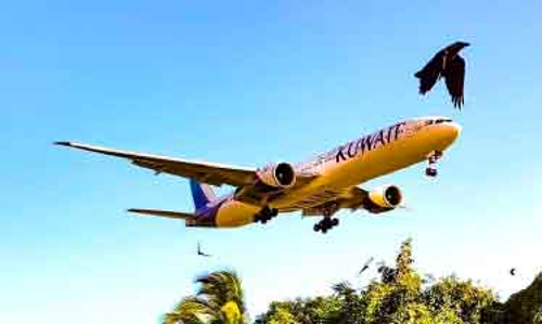 വി​മാ​ന​ങ്ങ​ൾ​ക്ക്​ ഭീ​ഷ​ണി​യാ​യി പ​ക്ഷി​ക്കൂ​ട്ട​ങ്ങ​ള്‍; അ​ടി​യ​ന്ത​ര ന​ട​പ​ടി​ സ്വീ​ക​രി​ക്ക​ണ​മെ​ന്ന്​​ എ​യ​ര്‍പോ​ര്‍ട്ട് അ​തോ​റി​റ്റി