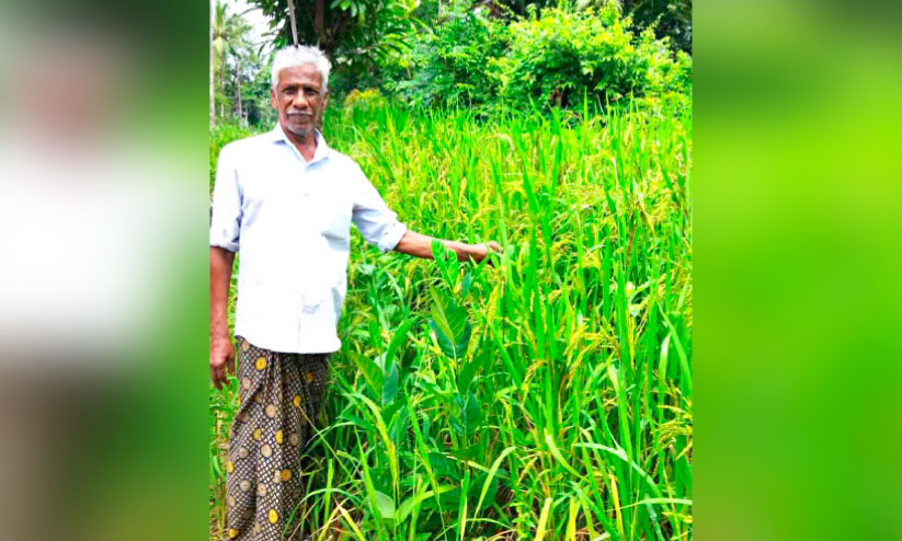 റോഡ് വക്കിൽ നെല്ല് കതിരിട്ടു; കൊയ്ത്തിനൊരുങ്ങി വാപ്പുട്ടി റോഡ് വക്കിൽ നെല്ല് കതിരിട്ടു; കൊയ്ത്തിനൊരുങ്ങി വാപ്പുട്ടി