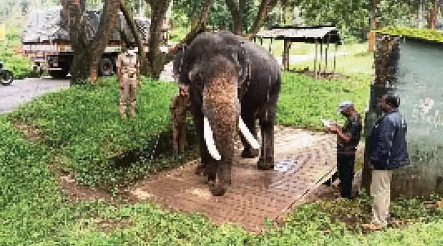 വളർത്താനകളുടെ തൂക്കം പരിശോധിച്ചു വളർത്താനകളുടെ തൂക്കം പരിശോധിച്ചു