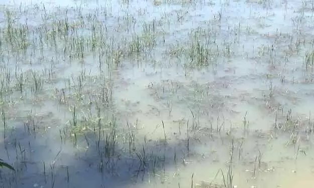 മഴ ചതിച്ചു; ഏക്കർ കണക്കിന് നെൽകൃഷി നശിച്ചു