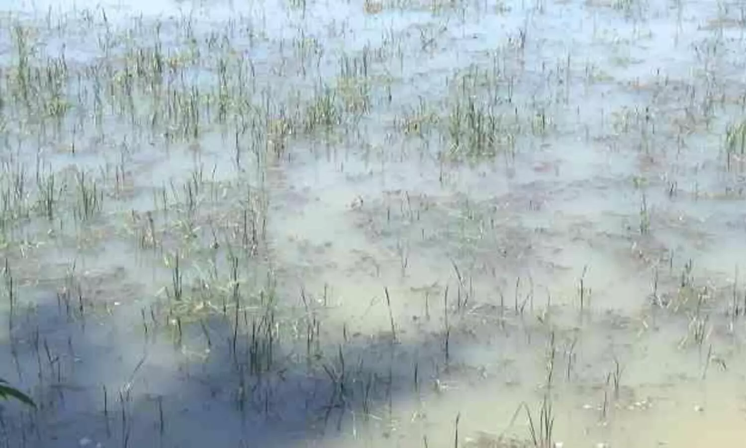 മഴ ചതിച്ചു; ഏക്കർ കണക്കിന് നെൽകൃഷി നശിച്ചു