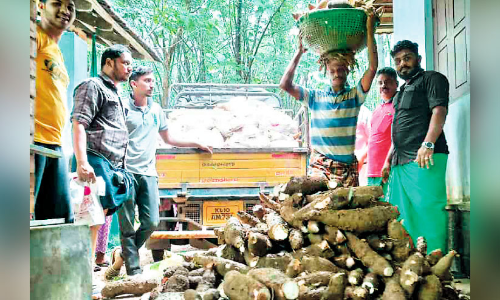 യു​വാ​ക്ക​ൾ താ​ങ്ങാ​യി; ക​ട​ക്കെ​ണി ഭീ​തി​യ​ക​ന്ന് ക​പ്പ ക​ർ​ഷ​ക​ൻ
