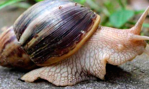 ആഫ്രിക്കൻ ഒച്ച്​ പെരുകുന്നു; ജനം ദുരിതത്തിൽ