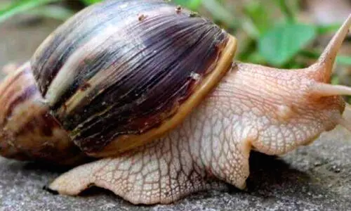 ആഫ്രിക്കൻ ഒച്ച്​ പെരുകുന്നു; ജനം ദുരിതത്തിൽ