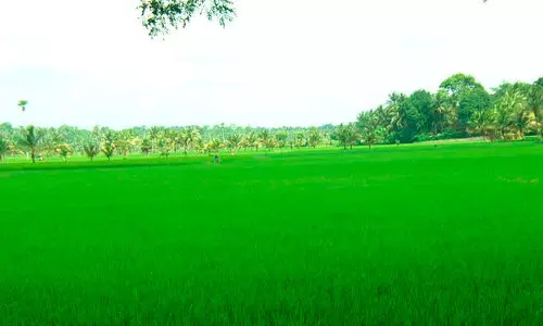മാണിക്യമംഗലം കായൽപ്പാടത്ത് പുഞ്ചകൃഷി പ്രതിസന്ധിയിൽ; ഉൽപാദനം 3000 ടൺ കുറയും