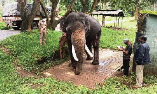 വളർത്താനകളുടെ തൂക്കം പരിശോധിച്ചു