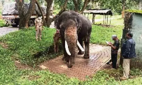 വളർത്താനകളുടെ തൂക്കം പരിശോധിച്ചു