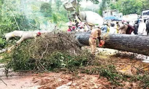 ദേശീയപാതയിൽ വൻമരം കടപുഴകി; മ​ണി​ക്കൂ​റു​ക​ളോ​ളം ഗതാഗതം തടസ്സപ്പെട്ടു
