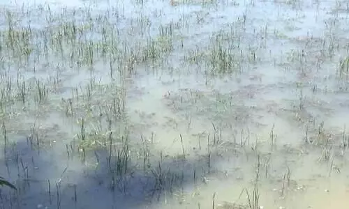 മഴ ചതിച്ചു; ഏക്കർ കണക്കിന് നെൽകൃഷി നശിച്ചു