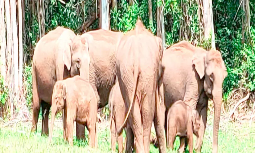 മാട്ടുപ്പെട്ടിക്ക് ഇപ്പോൾ ആനച്ചന്തമാണ് മാട്ടുപ്പെട്ടിക്ക് ഇപ്പോൾ ആനച്ചന്തമാണ്