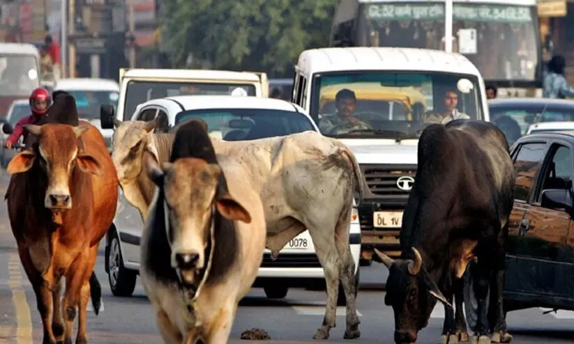 പശുവിനെ ദേശീയ മൃഗമാക്കണം, മൗലികാവകാശം നൽകണം -അലഹബാദ് ഹൈകോടതി