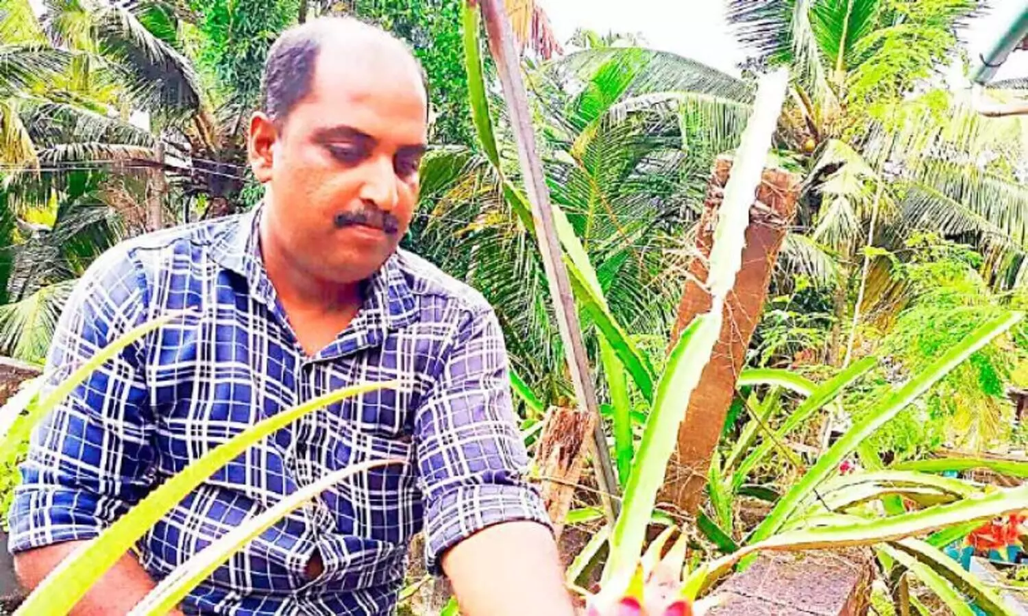 പാകമായി ഡ്രാഗൺ ഫ്രൂട്ട്; മാഹി​െൻറ സ്വപ്നം സഫലമായി