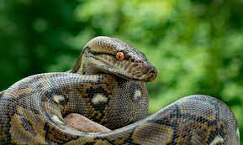 കോ​ഴി​ക​ളെ​യും താ​റാ​വി​നെ​യും ഭ​ക്ഷി​ച്ച് മു​ങ്ങി​ന​ട​ന്ന പെ​രു​മ്പാ​മ്പ് പി​ടി​യി​ൽ