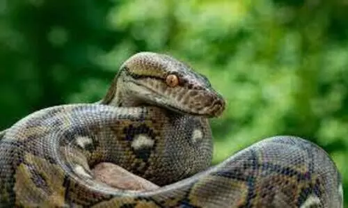 കോ​ഴി​ക​ളെ​യും താ​റാ​വി​നെ​യും ഭ​ക്ഷി​ച്ച് മു​ങ്ങി​ന​ട​ന്ന പെ​രു​മ്പാ​മ്പ് പി​ടി​യി​ൽ