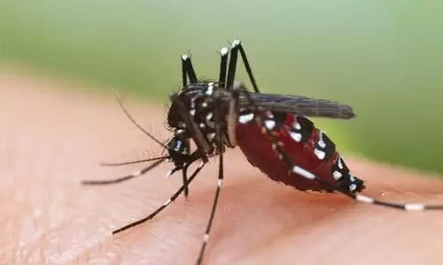 Dengue Fever