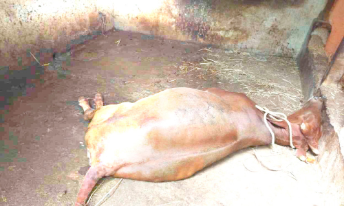 കാട്ടുകടന്നലിന്‍റെ ആക്രമണത്തിൽ പശുവിന് ദാരുണാന്ത്യം