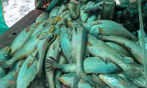 ഒറ്റനാളിൽ സമ്പന്നരായി ഈ മത്സ്യത്തൊഴിലാളികൾ; 157 മീനുകൾ വിറ്റത്​ 1.33 കോടിക്ക്​