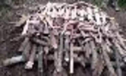 ലക്ഷങ്ങൾ വിലമതിക്കുന്ന ആനക്കൊമ്പുകളും പുലിനഖങ്ങളും ദഹിപ്പിച്ചു