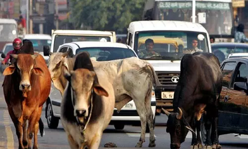 പശുവിനെ ദേശീയ മൃഗമാക്കണം, മൗലികാവകാശം നൽകണം -അലഹബാദ് ഹൈകോടതി