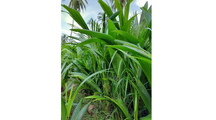 പിലിക്കോട് ഗവേഷണ കേന്ദ്രത്തിലെ നാളികേര പരീക്ഷണം ഗ്രാമങ്ങളിലേക്കും പിലിക്കോട് ഗവേഷണ കേന്ദ്രത്തിലെ നാളികേര പരീക്ഷണം ഗ്രാമങ്ങളിലേക്കും