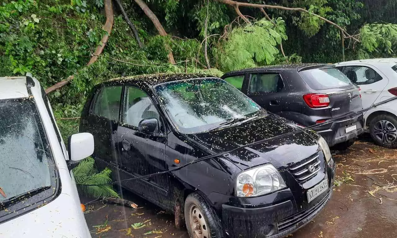 Tree Falls on a Parked Cars Tree Falls on a Parked Cars