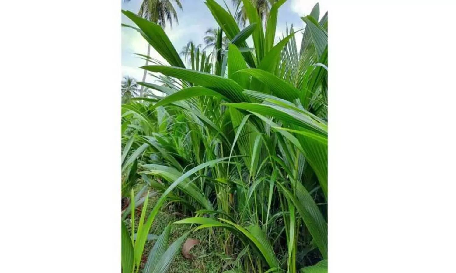 പിലിക്കോട് ഗവേഷണ കേന്ദ്രത്തിലെ നാളികേര പരീക്ഷണം ഗ്രാമങ്ങളിലേക്കും