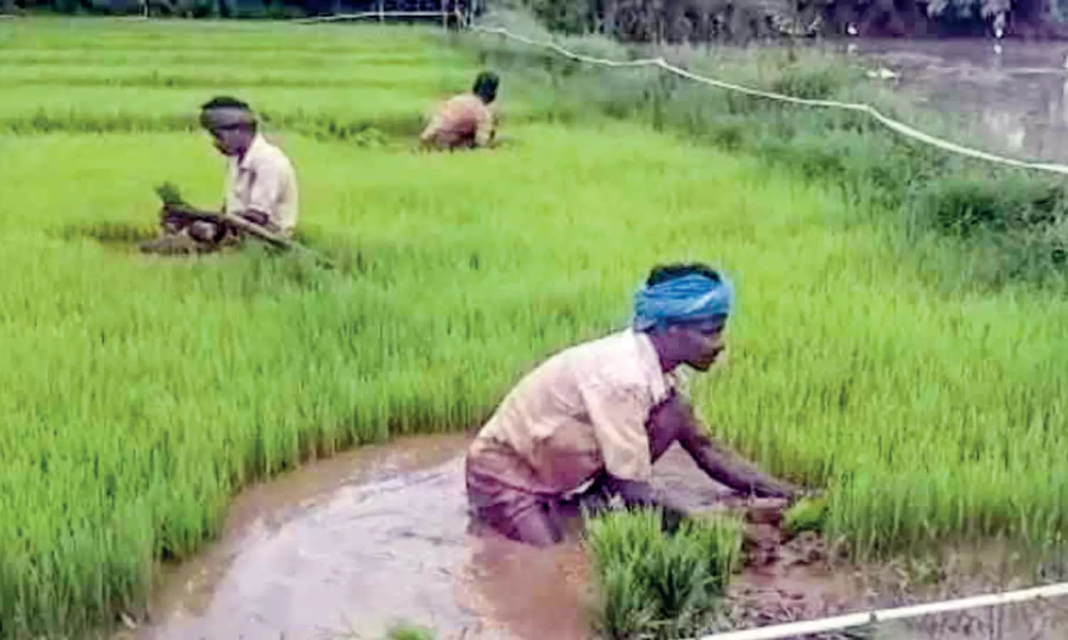 paddy field amabalappara