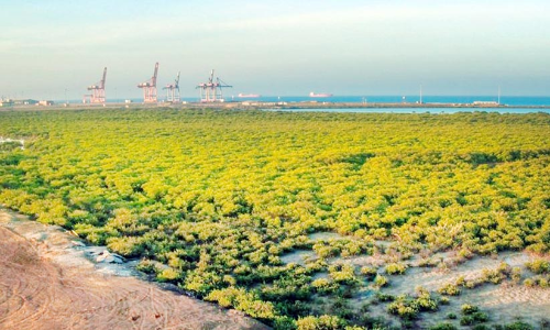 ജൈ​വ​വൈ​വി​ധ്യ പ​റു​ദീ​സ​യാ​യി യാം​ബു​വി​ലെ ക​ണ്ട​ൽ​ക്കാ​ടു​ക​ൾ