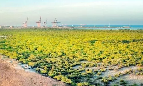 ജൈ​വ​വൈ​വി​ധ്യ പ​റു​ദീ​സ​യാ​യി യാം​ബു​വി​ലെ ക​ണ്ട​ൽ​ക്കാ​ടു​ക​ൾ