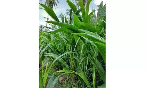 പിലിക്കോട് ഗവേഷണ കേന്ദ്രത്തിലെ നാളികേര പരീക്ഷണം ഗ്രാമങ്ങളിലേക്കും