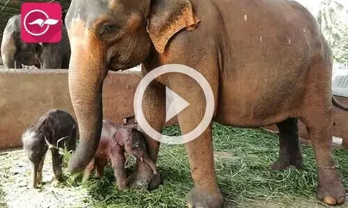 അപൂർവ കാഴ്ച, ശ്രീ​ല​ങ്ക​യിൽ ആനക്ക്​ ഇരട്ടക്കുട്ടികൾ