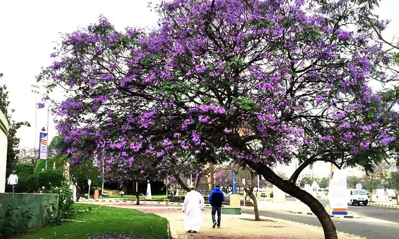 സൗ​ദി​യി​ൽ ഋ​തു​ഭേ​ദം; വേ​ന​ലി​​ന്​ ശ​മ​ന​മാ​കു​ന്നു; ഇ​നി ശ​ര​ത്​​കാ​ല​ത്തി​െൻറ സു​ഖം