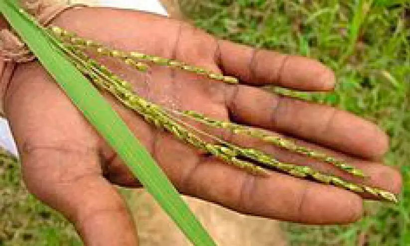 മുളക്കാത്ത നെൽവിത്ത് ലഭിച്ച കർഷകർ ആശങ്കയിൽ