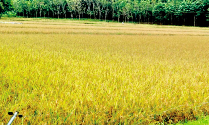കൊയ്ത്ത് ആരംഭിച്ചിട്ടും പാഡി മാർക്കറ്റിങ് ഓഫിസർ നിയമനമായില്ല കൊയ്ത്ത് ആരംഭിച്ചിട്ടും പാഡി മാർക്കറ്റിങ് ഓഫിസർ നിയമനമായില്ല