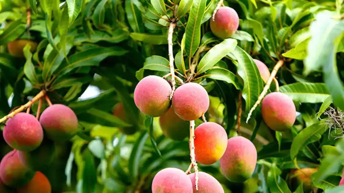 mango tree