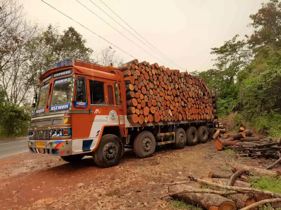പരിശോധനയില്ല..; കാസർകോട്​​ നിന്നും തെക്കൻ ജില്ലകളിലേക്ക് വ്യാപക മരക്കടത്ത്​