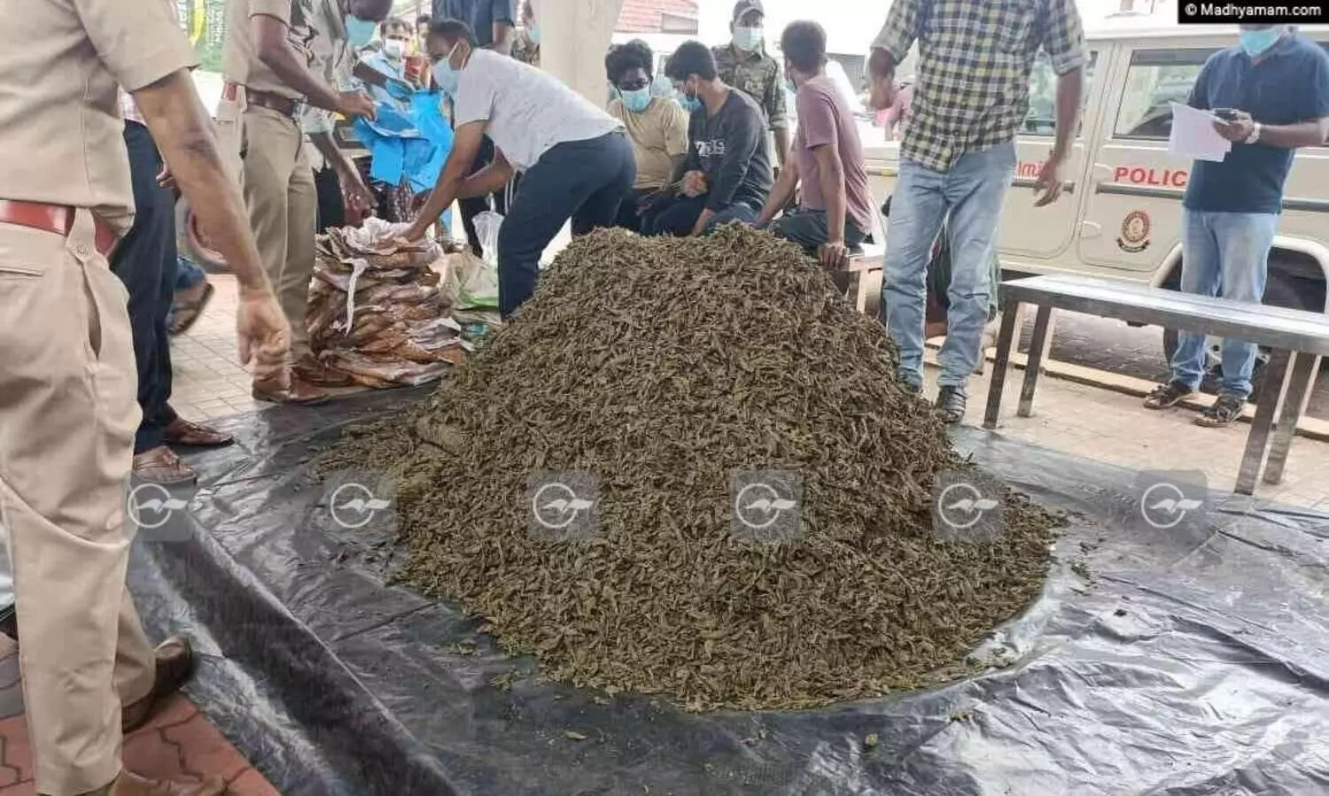 ലോറിയിൽ കടത്തിയ രണ്ടര ക്വിന്‍റൽ കഞ്ചാവുമായി മൂന്ന്​ പേർ പിടിയിൽ