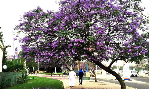 സൗ​ദി​യി​ൽ ഋ​തു​ഭേ​ദം; വേ​ന​ലി​​ന്​ ശ​മ​ന​മാ​കു​ന്നു; ഇ​നി ശ​ര​ത്​​കാ​ല​ത്തി​െൻറ സു​ഖം