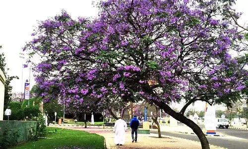സൗ​ദി​യി​ൽ ഋ​തു​ഭേ​ദം; വേ​ന​ലി​​ന്​ ശ​മ​ന​മാ​കു​ന്നു; ഇ​നി ശ​ര​ത്​​കാ​ല​ത്തി​െൻറ സു​ഖം