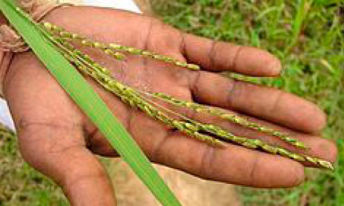 മുളക്കാത്ത നെൽവിത്ത് ലഭിച്ച കർഷകർ ആശങ്കയിൽ