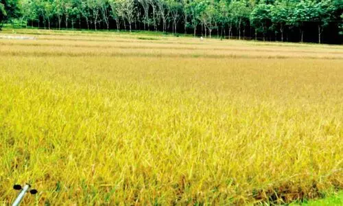 കൊയ്ത്ത് ആരംഭിച്ചിട്ടും പാഡി മാർക്കറ്റിങ്​ ഓഫിസർ നിയമനമായില്ല