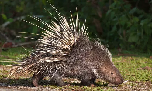 പാചകം ചെയ്ത മുള്ളൻപന്നിയിറച്ചിയുമായി രണ്ടുപേർ പിടിയിൽ